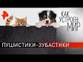 Пушистики-зубастики. "Как устроен мир" с Тимофеем Баженовым (26.02.20).