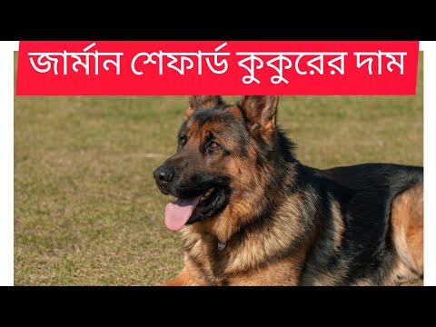 জাৰ্মান শেফার্ড কুকুরের দাম,Dog price in India,puppy, German shepherd, Animal & plant all