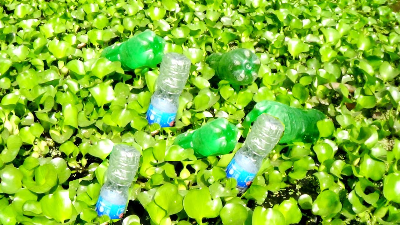 Best Fish Trap -Plastic Bottle Fishing! New Idea For Fishing With Cambodian Method