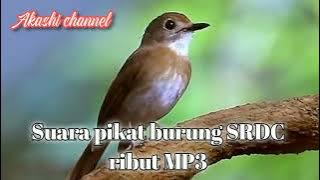 Suara pikat burung SRDC ribut mp3