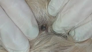 Popping SEBACEOUS CYST on a dog