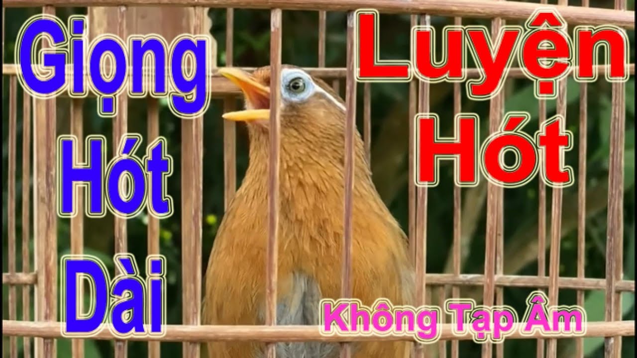 Họa Mi Hót Giọng Dài Cực Hay – File Luyện Hót Hiệu Quả Mỗi Ngày