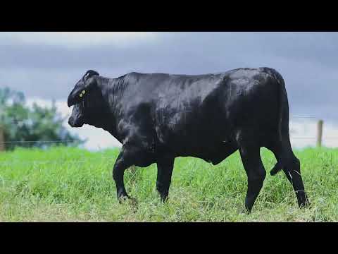 Lote 169 - 9118CM 9110CM