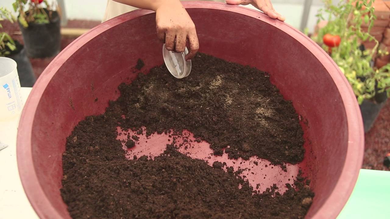 Biofertilizante micorrízico