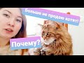 ЖИЗНЬ С МЕЙН-КУНАМИ/ НЕ ПРОДАЮ КОТЯТ / ЗАКРЫВАЮ ПИТОМНИК