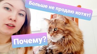 ЖИЗНЬ С МЕЙН-КУНАМИ/ НЕ ПРОДАЮ КОТЯТ / ЗАКРЫВАЮ ПИТОМНИК