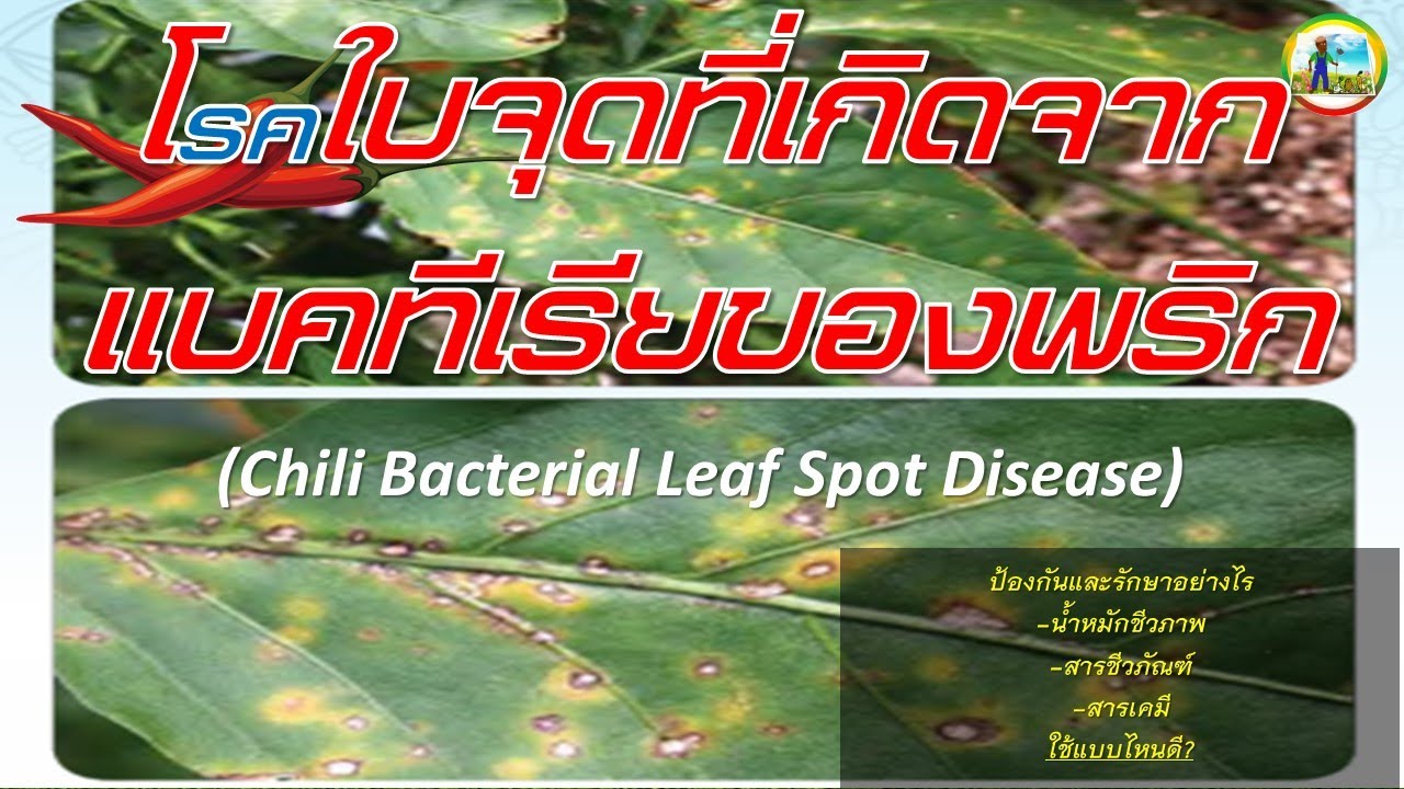 โรคใบจุดที่เกิดจากแบคทีเรียของพริก(Chili Bacterial Leaf Spot Disease)