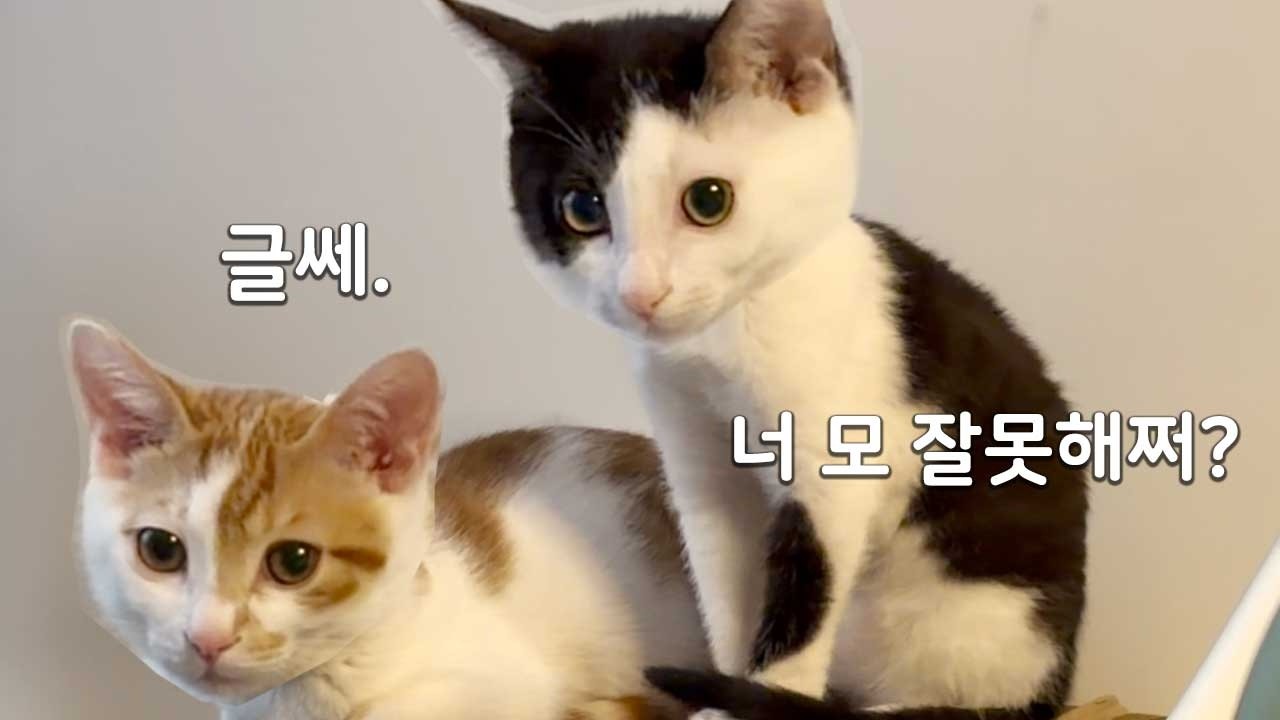 둘이 조용하면 대형사고.