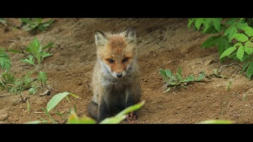 映画『生きとし生けるもの』予告
