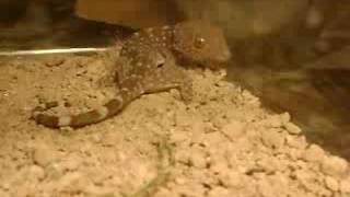 feeding my tokay a smaller gecko