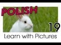 Learn Polish with Pictures - Farm Animals