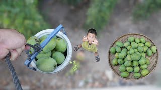 Cây Xoài Siêu Trái Nặng Trĩu Trái Hái Hoài Mà Không Hết - Mùa Thu Hoạch Xoài