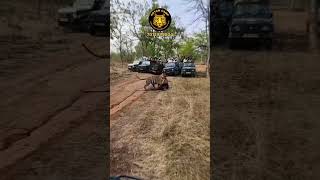 Right of Way Belongs to the Predator! 🐯 #pannatigerreserve #tiger #kill #hunting