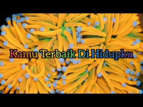 Kamu Terbaik di Hidupku
