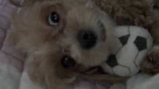 My Dogs Dramatic Look