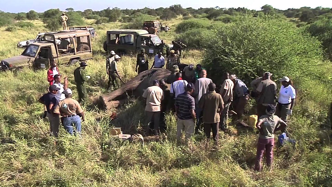 IFAW Tracking Elephants in Amboseli National Park, Kenya with Satellite Collars
