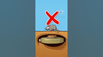 CÁCH CHUỘT GỠ MÌN | 😨 (Bạn Biết Không) #facts #aâmnzingfact