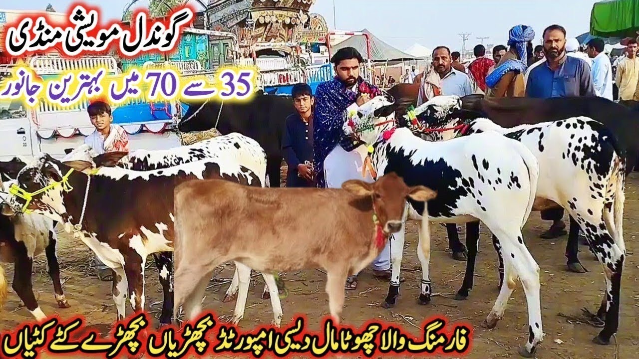 Gondal Mandi latest update 04Feb 2026!Farming wala chota Mall imported heifers Katy Katia!#farming