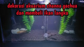 beli ikan palmas albino unik dan langka cuman 70k!