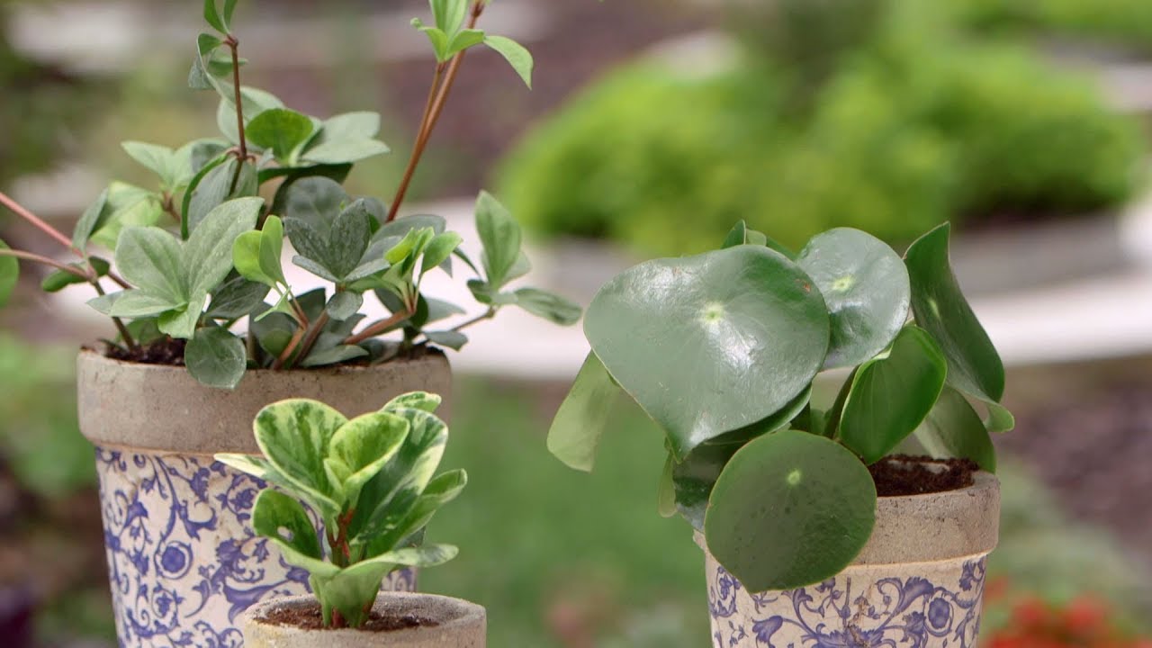 Variedades de peperomias - Bricomanía - Jardinatis