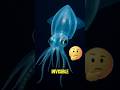 The Forbidden Sightings: 5 Ghosts of the Ocean That Are 99% Transparent
