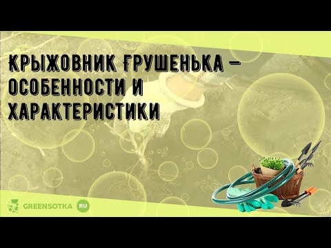 Крыжовник Грушенька — особенности и характеристики