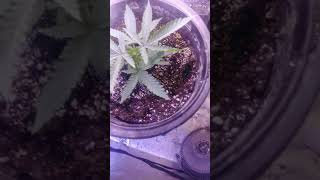 Veg update