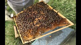2026-06-05A Bee Inspections. Supersedure new queen is ramping up and she is a beauty