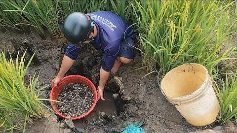 Giải cứu cá rô đồng mắc cạn (T41) 