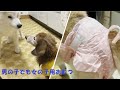 男の子用おむつを付けても漏れてしまうときは女の子用おむつがいい【老犬】【柴犬】【ミニチュアダックス】【シニア犬】