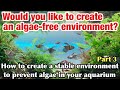 How to remove algae and create a stable environment to prevent them in your planted aquarium Part 3