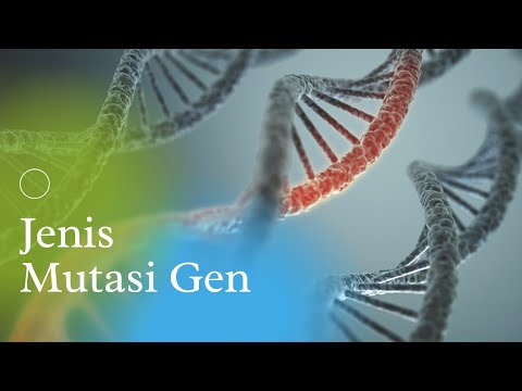 Video: Dampak Mutasi Pada Gen Modifikasi Metilasi DNA Pada Lanskap Metilasi Lebar Genom Dan Aktivasi Gen Hilir Pada Kanker Pan