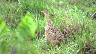 Codorna Amarela Em Minas Gerais