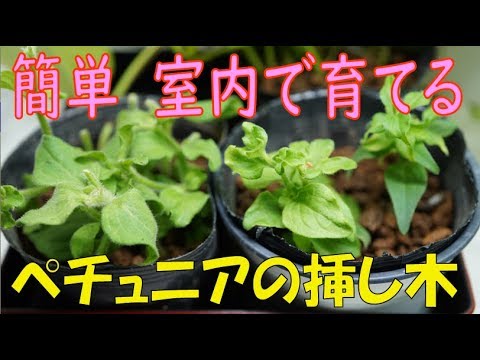 芽 ペチュニア 挿し ペチュニア（カリブラコア）の挿し木がどうしても成功しません。ペチュニアは挿し木