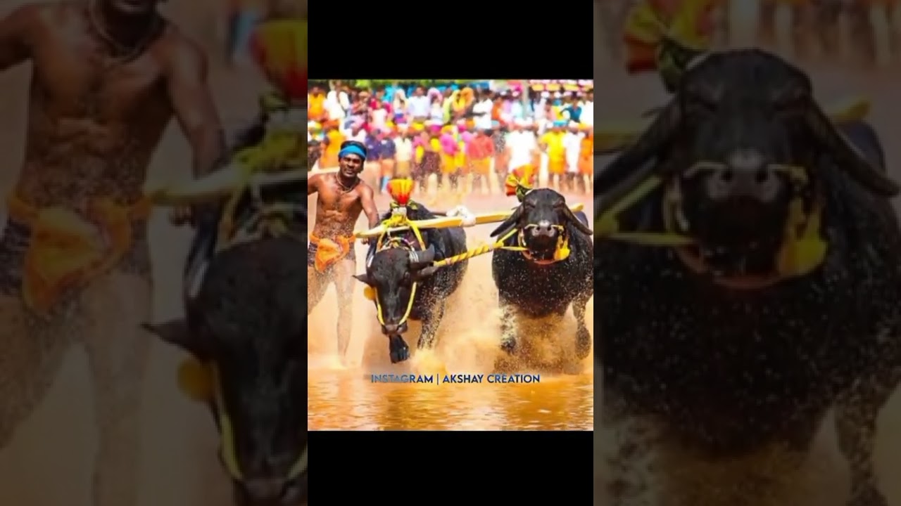 ❤❤🔥srinivas gowda 💪💪❤