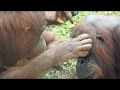 グルーミング・オランウータン