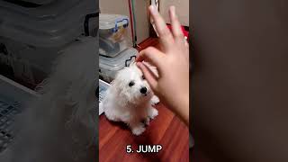 Before the new year ends, here are Navi's tricks! #bichon #bichonfrise #dog