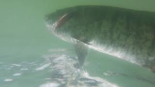 nice smallmouth Bass on Norris lake Tennessee