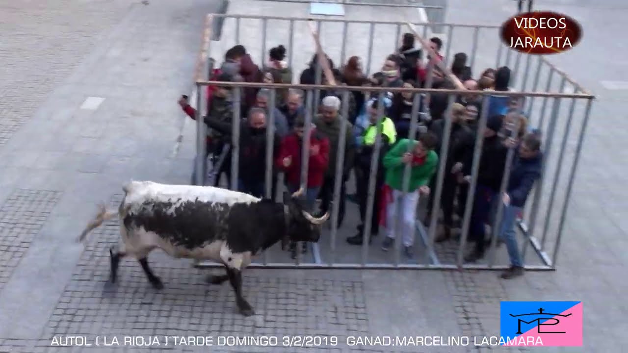 Que hacen con los toros de los encierros