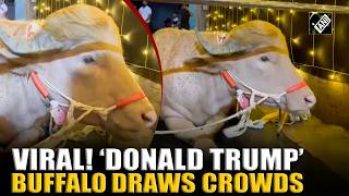 VIRAL VIDEO! Buffalo nicknamed ‘Donald Trump’ draws crowds ahead of Eid al-Adha ‘qurbani’