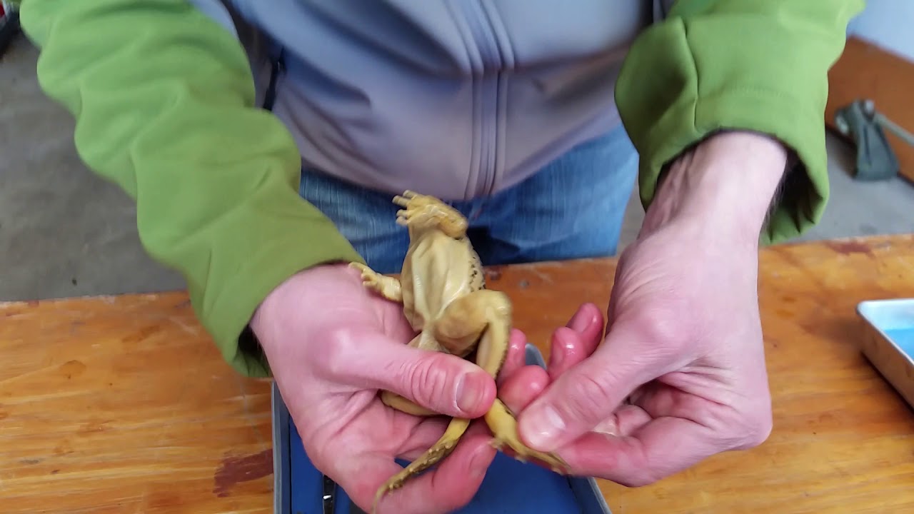 real frog dissection labeled real frog dissection labeled