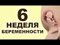 Что происходит с мамой и ребёнком на 6 неделе беременности? 2 месяц беременности. Первый триместр.