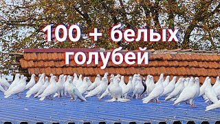 Hundred + white doves