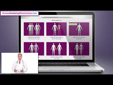 Interactive Human Anatomy Template / WordPress Plugin