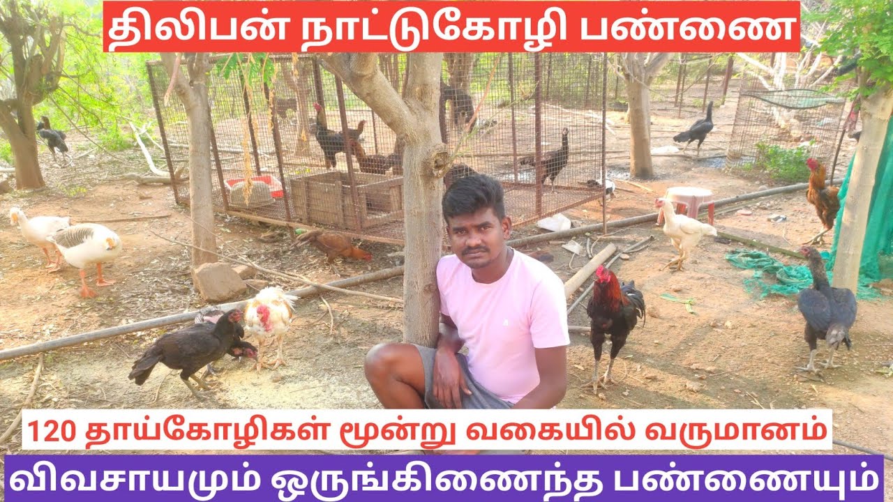 இயற்கை முறையில் நாட்டுக்கோழி கோழி வளர்ப்பு சாத்தியமா | Desi chicken farming