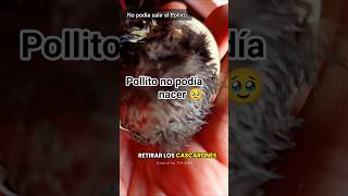 Gallina Abarcando: Pollito no podía nacer 🥹 #granjitatrejoes