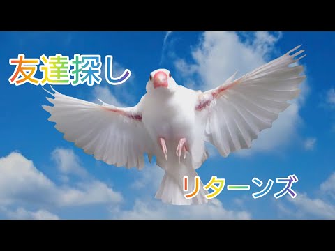 【文鳥】どのお友達を選ぶかな？【JAVASPARROW】