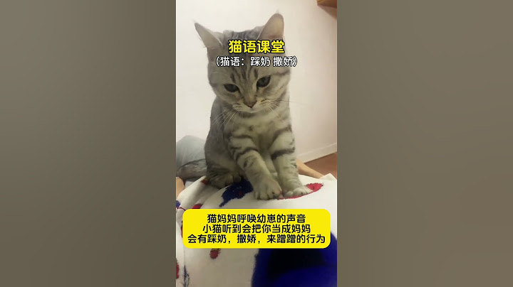 小猫听到会有踩奶，撒娇，来蹭蹭的行为猫咪的迷惑行为 猫咪 猫语十级