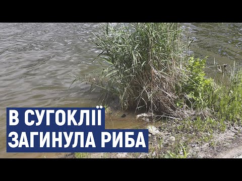У Кропивницькому на березі річки Сугоклія лежать більше 30 мертвих товстолобів