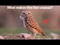 Owls: Habitats and Adaptations